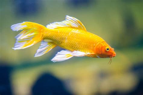 Butterfly Koi Fish: Ultimate Care Guide.